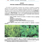 ATENȚIE, PROPRIETARI DE TERENURI! Combaterea ambroziei este OBLIGATORIE până la 30 iunie!